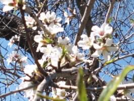 Frühling bereits ab Januar: Auf Mallorca möglich