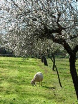 Ein Schaf unter weißen Mandelblüten