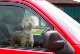 Hunde bei Hitze im Auto