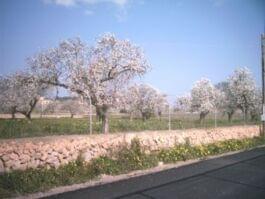 Rosa Mandelblüten am Straßenrand