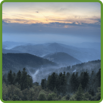 Grüne Straße im Schwarzwald