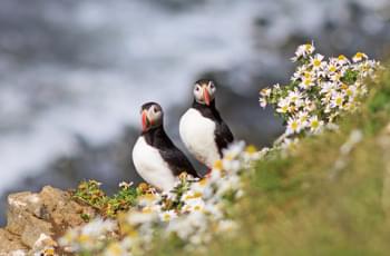 Tierwelt Island
