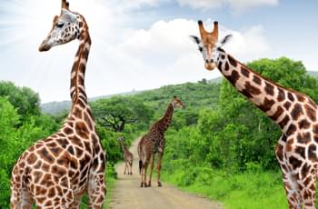 Giraffen im Krüger-Nationalpark