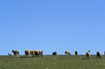 Tierische Begegnungen in Cornwall
