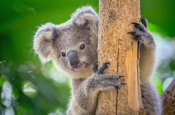 Koala Australien