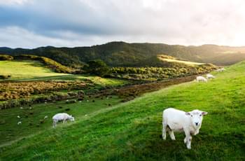 Schafe in Neuseeland
