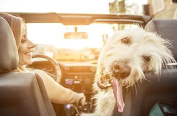 Frau und Hund im Cabrio