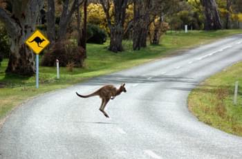 Känguru auf der Straße in Australien