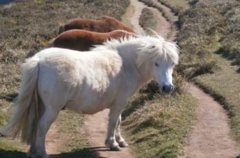 Tierische Begegnungen in Cornwall