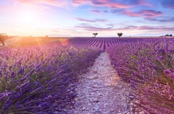 Lavendelblüte Provence