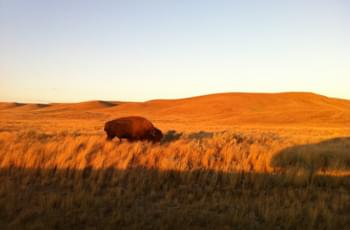 Bison in Kanada