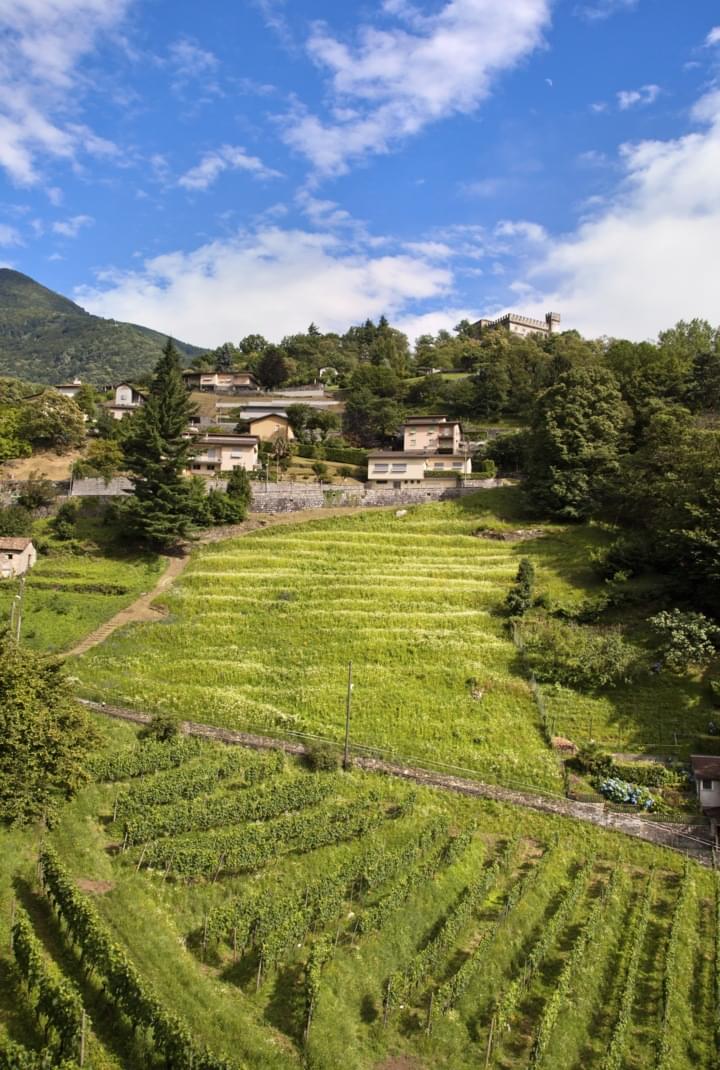 Weinlandschaft in Mendrisio