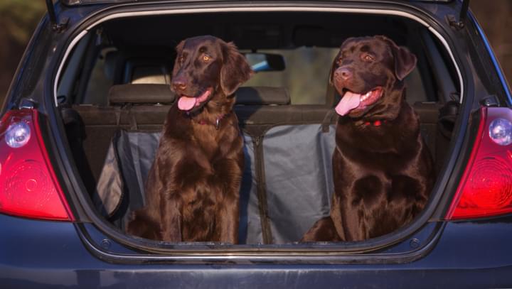 Hunde im Kofferaum eines Mietwagens