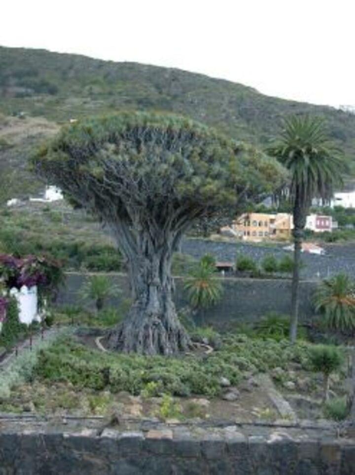 Drachenbaum auf Teneriffa
