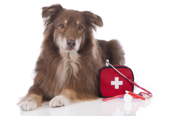 Reiseapotheke im Auto für den Hund