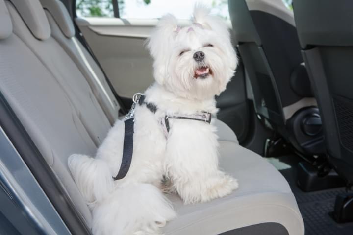 Tiersicherheitssitz für Hund im Mietwagen