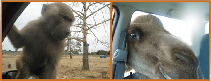 Tiere Drive In