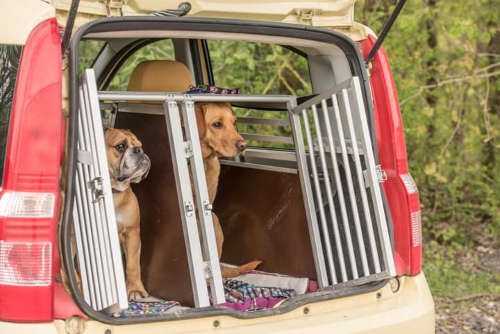 Hunde im Mietwagen Transport in einer Box.
