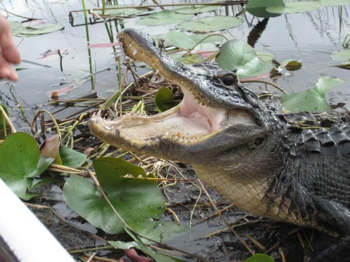 Alligator