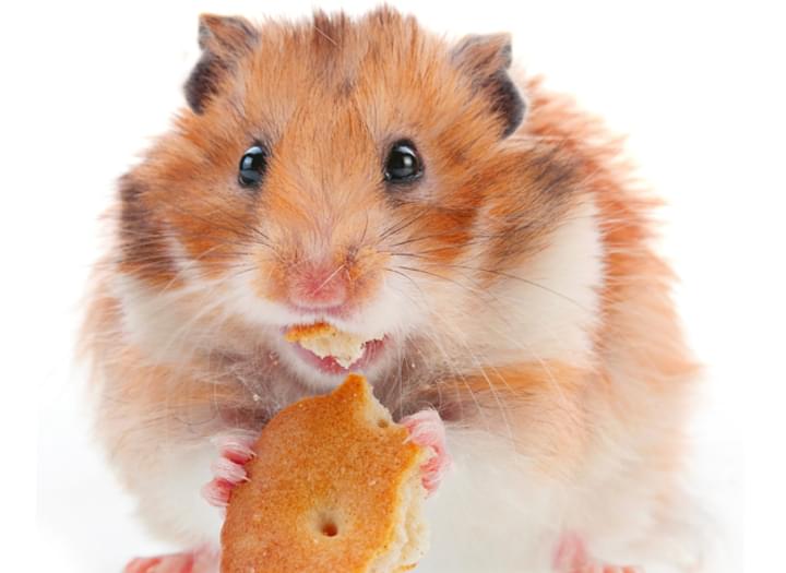 Hamster beim Essen