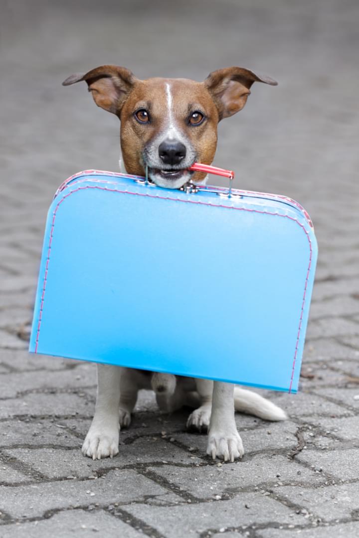 EU-Einreisebestimmungen für Hunde.